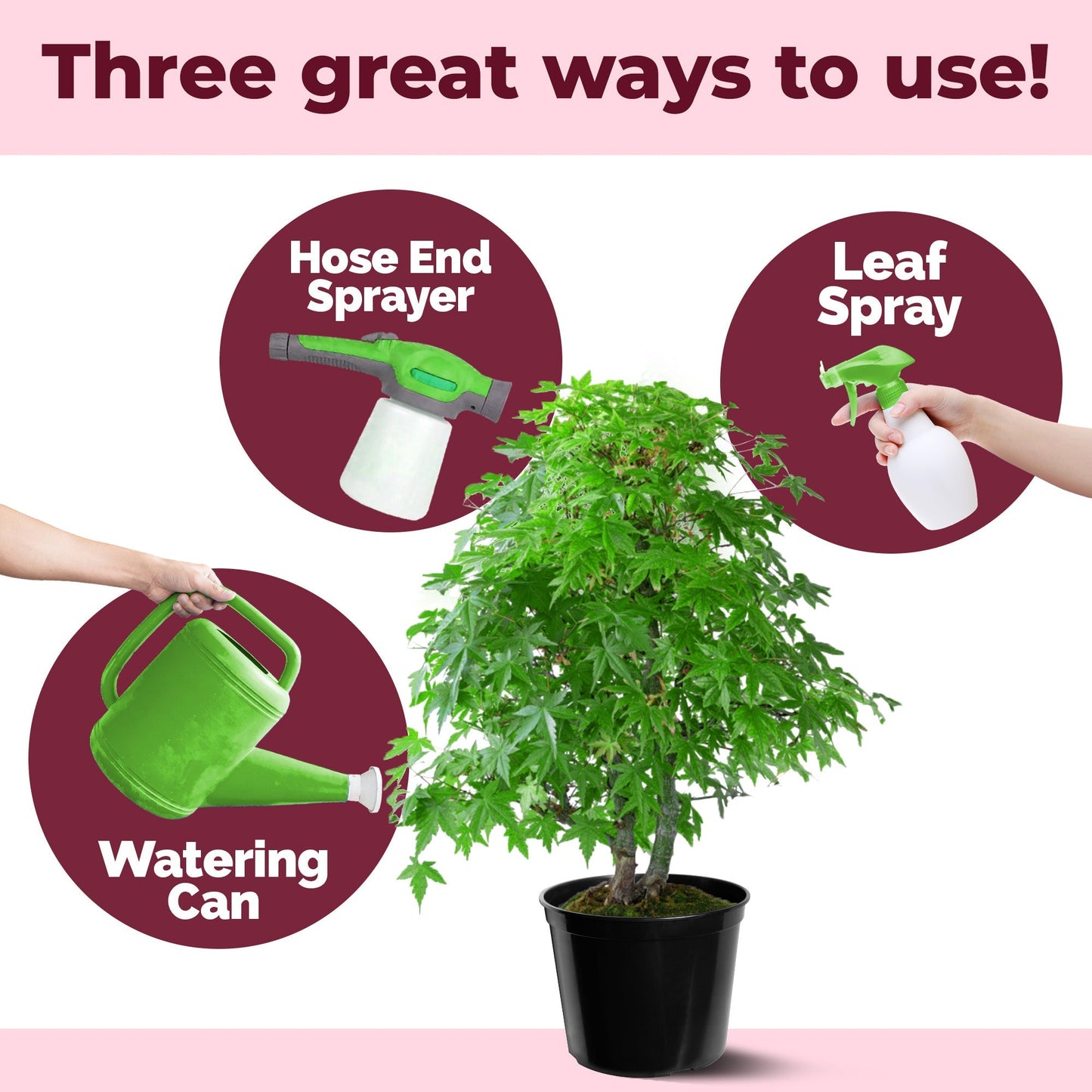 Japanese Maple Fertilizer