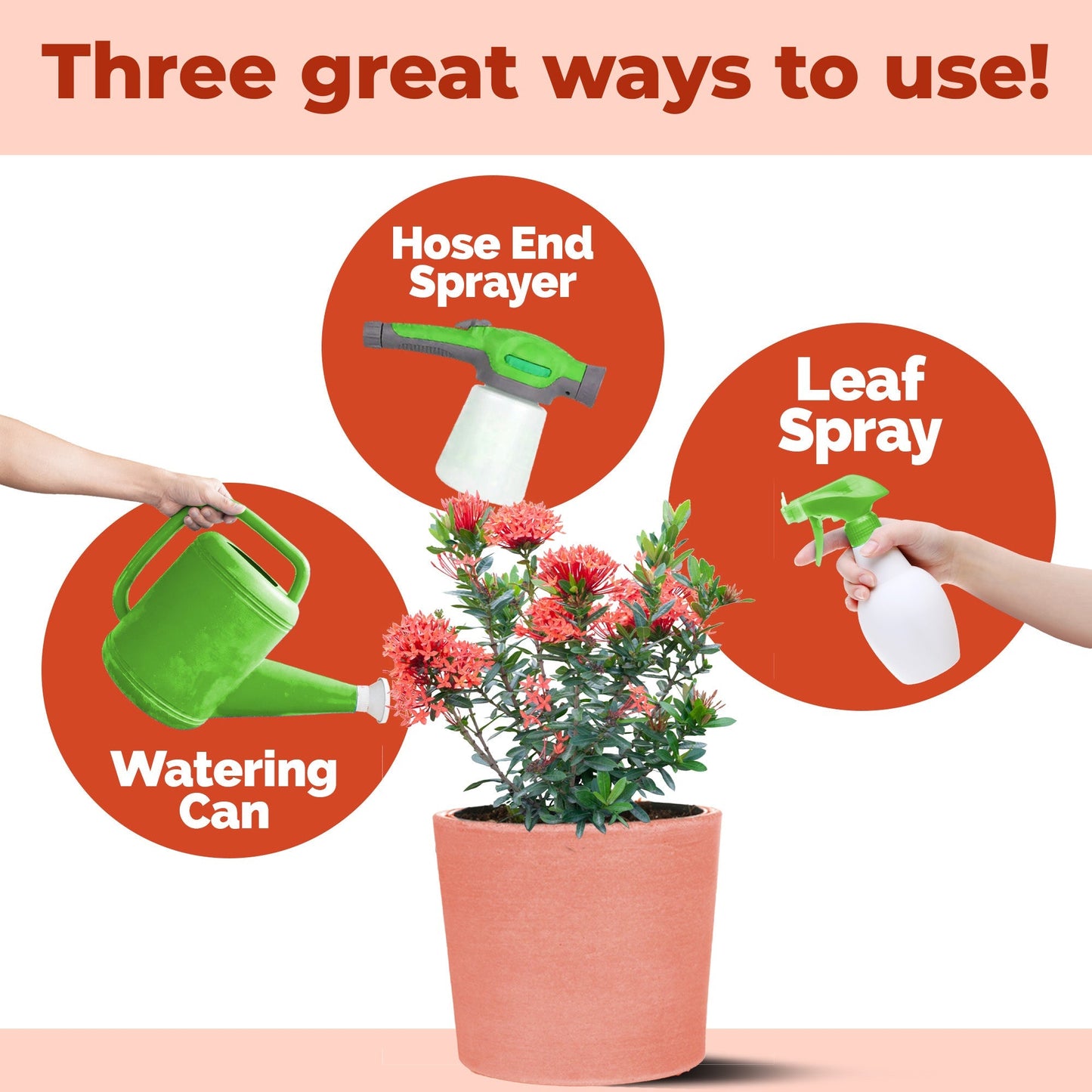 How to use and apply Ixora Fertilizer