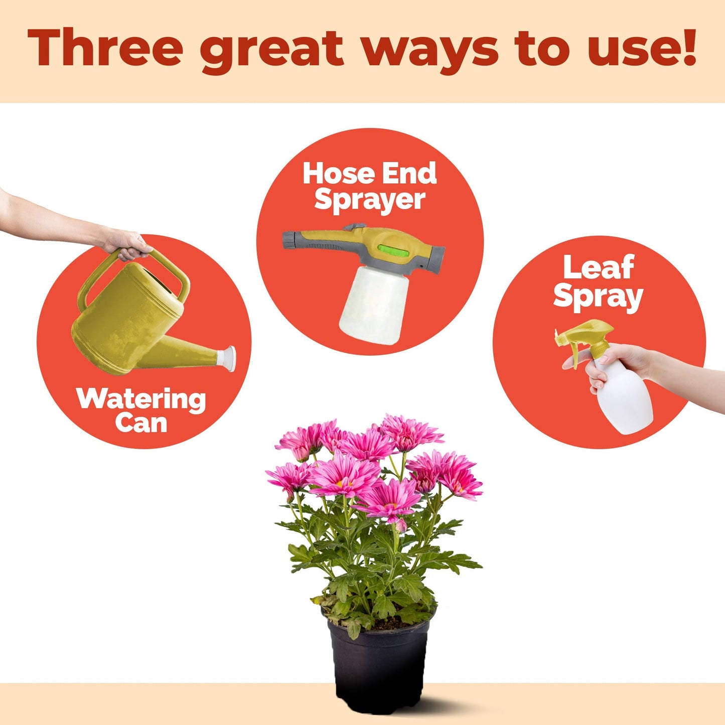 How to use and apply Mum Fertilizer