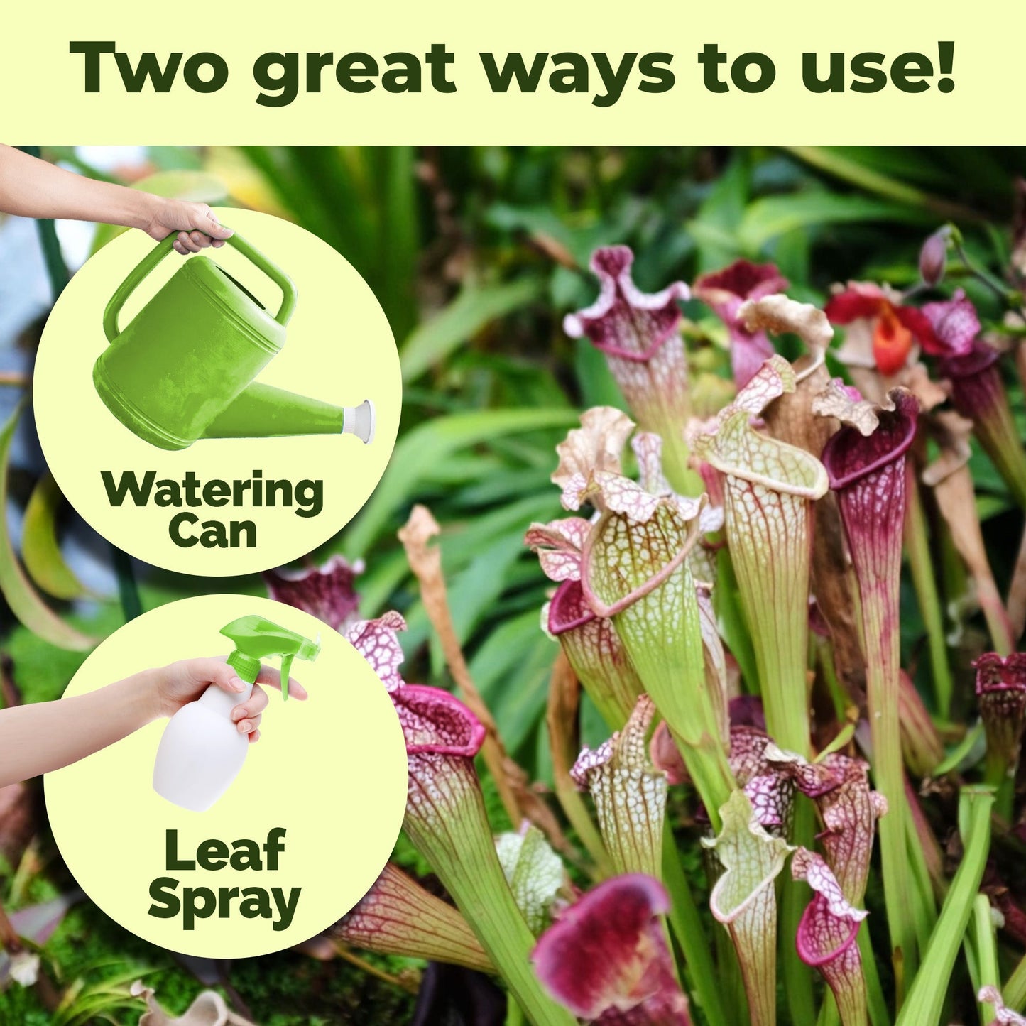 How to use and apply Pitcher Plant Food
