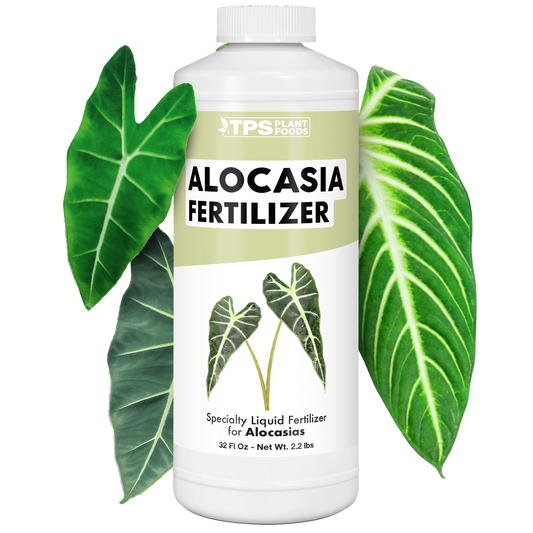 Alocasia Fertilizer