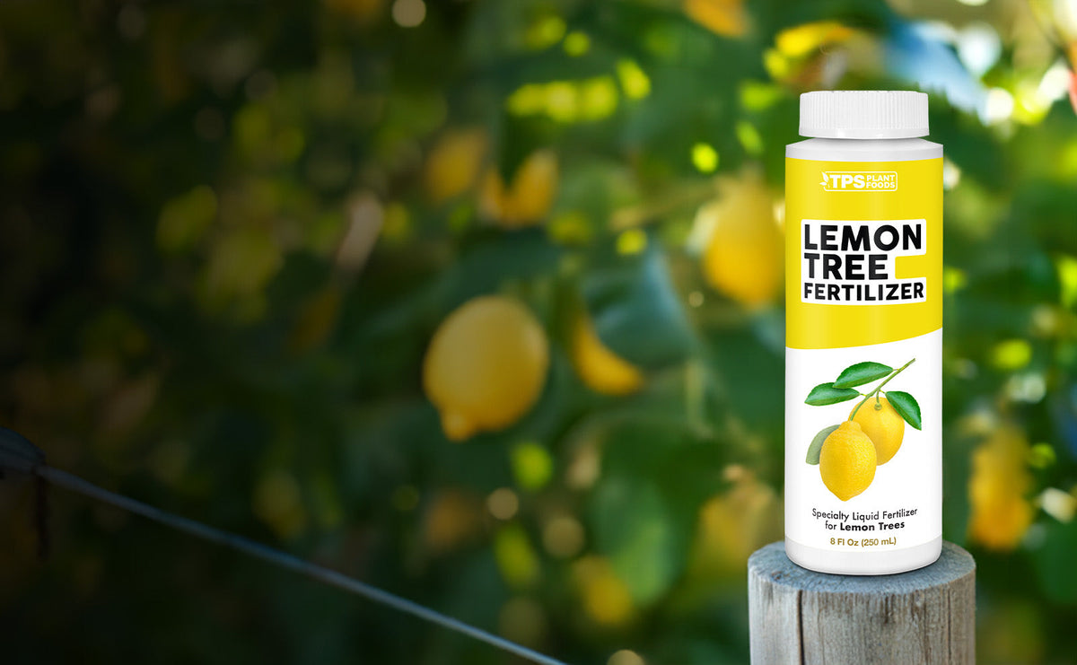 How to Grow Lemon Trees