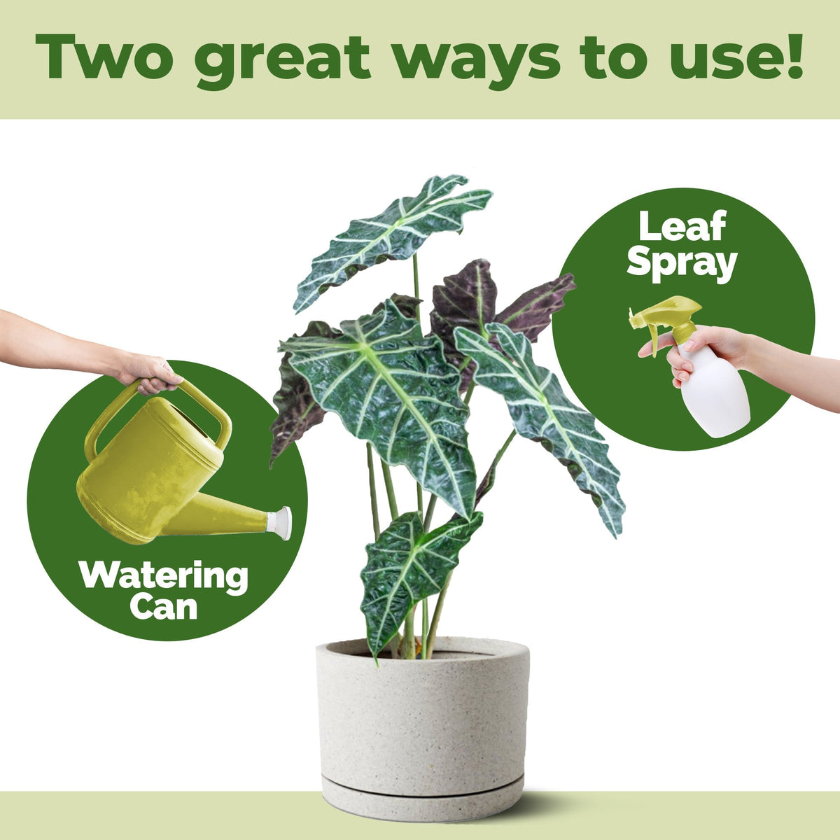 How to use and apply Alocasia Fertilizer