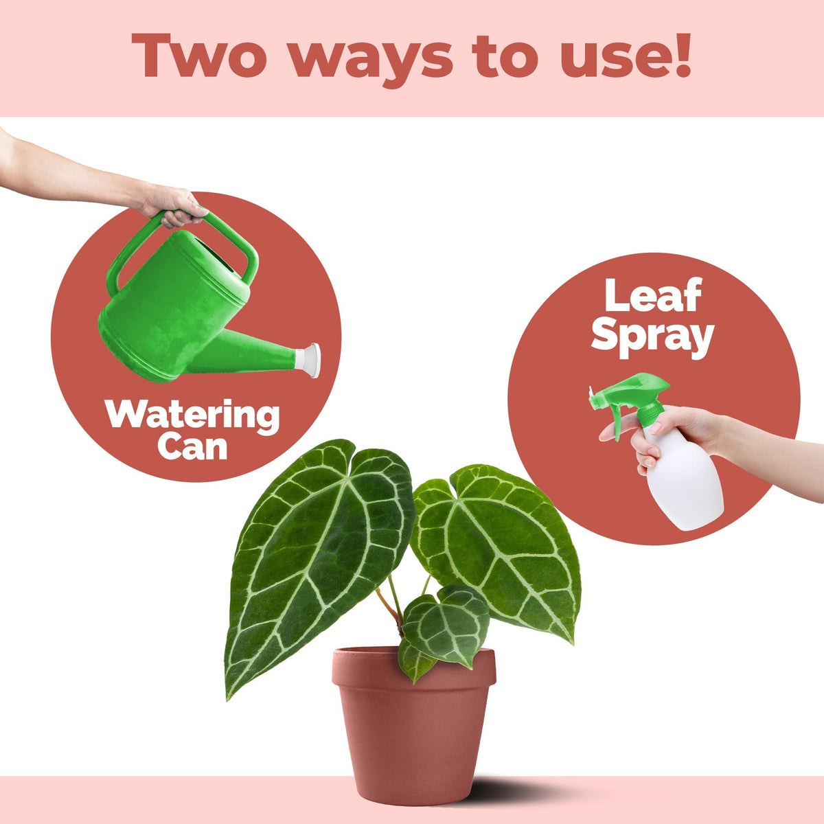 How to use and apply Anthurium Fertilizer