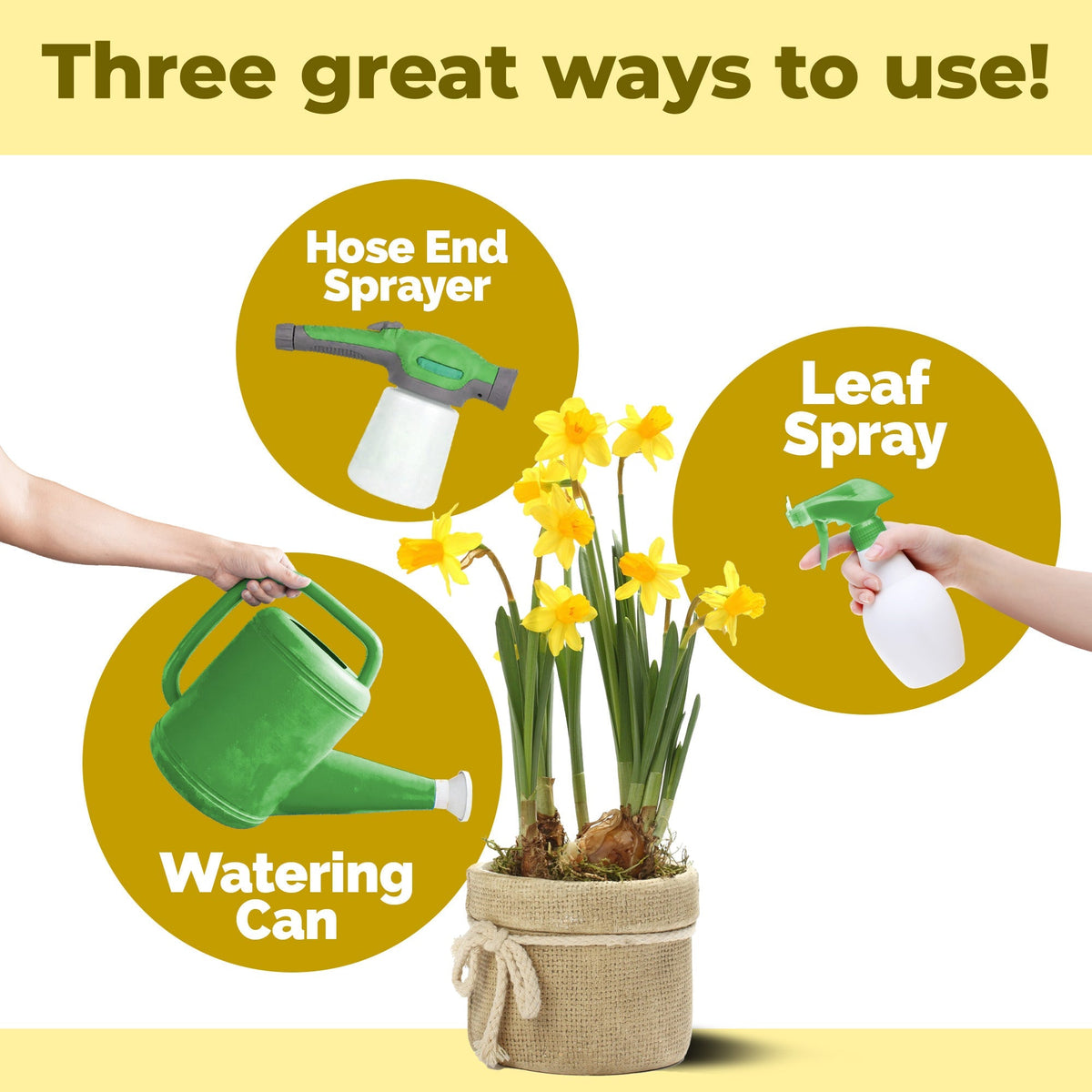 How to use and apply Daffodil Bulb Fertilizer