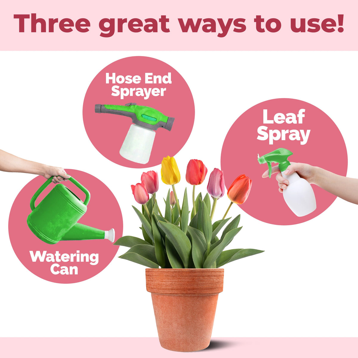 How to use and apply Tulip Bulb Fertilizer