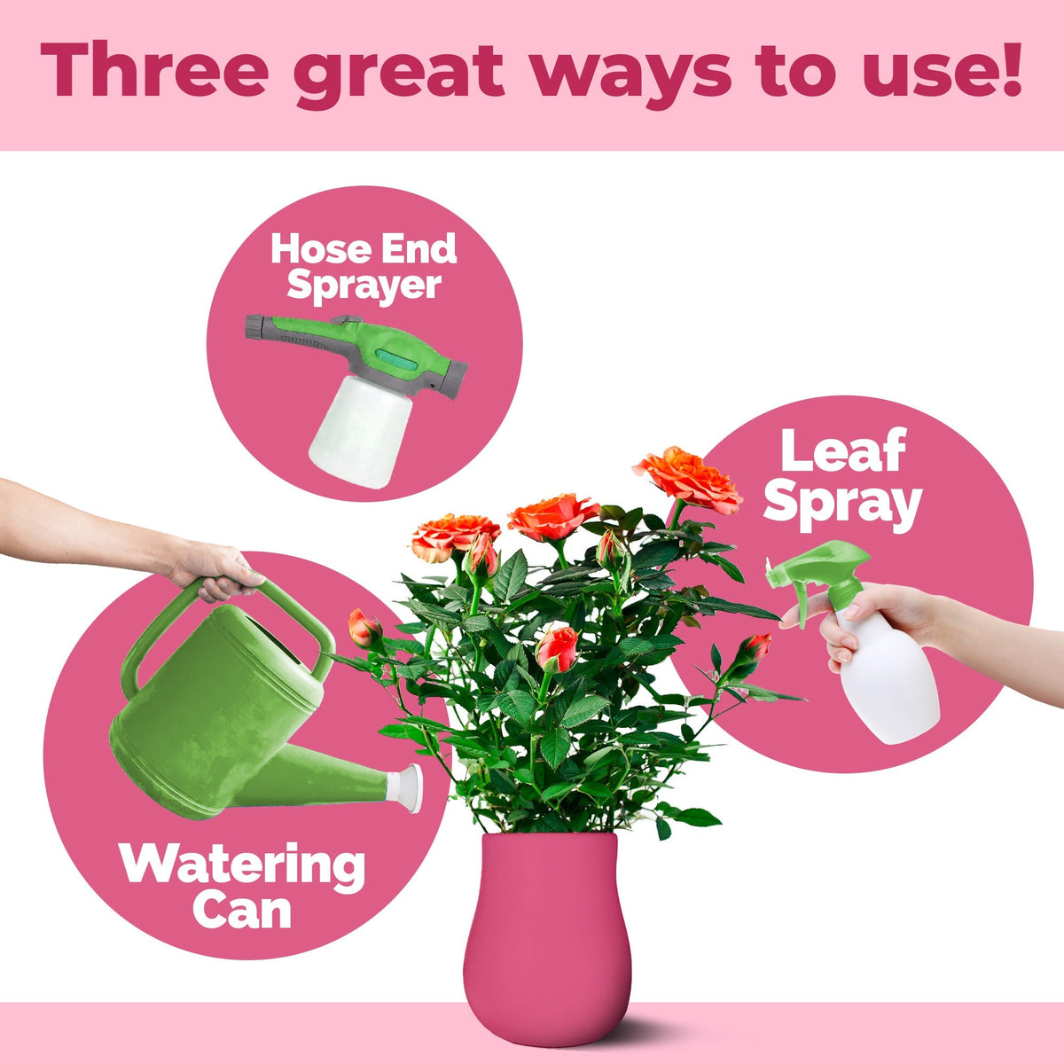 How to use and apply Camellia Fertilizer