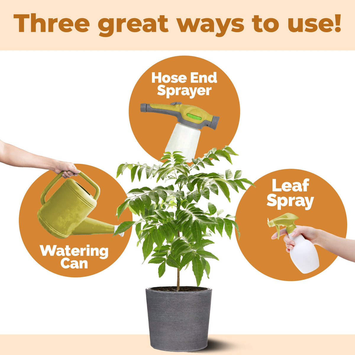How to use and apply Curry Leaf Plant Fertilizer