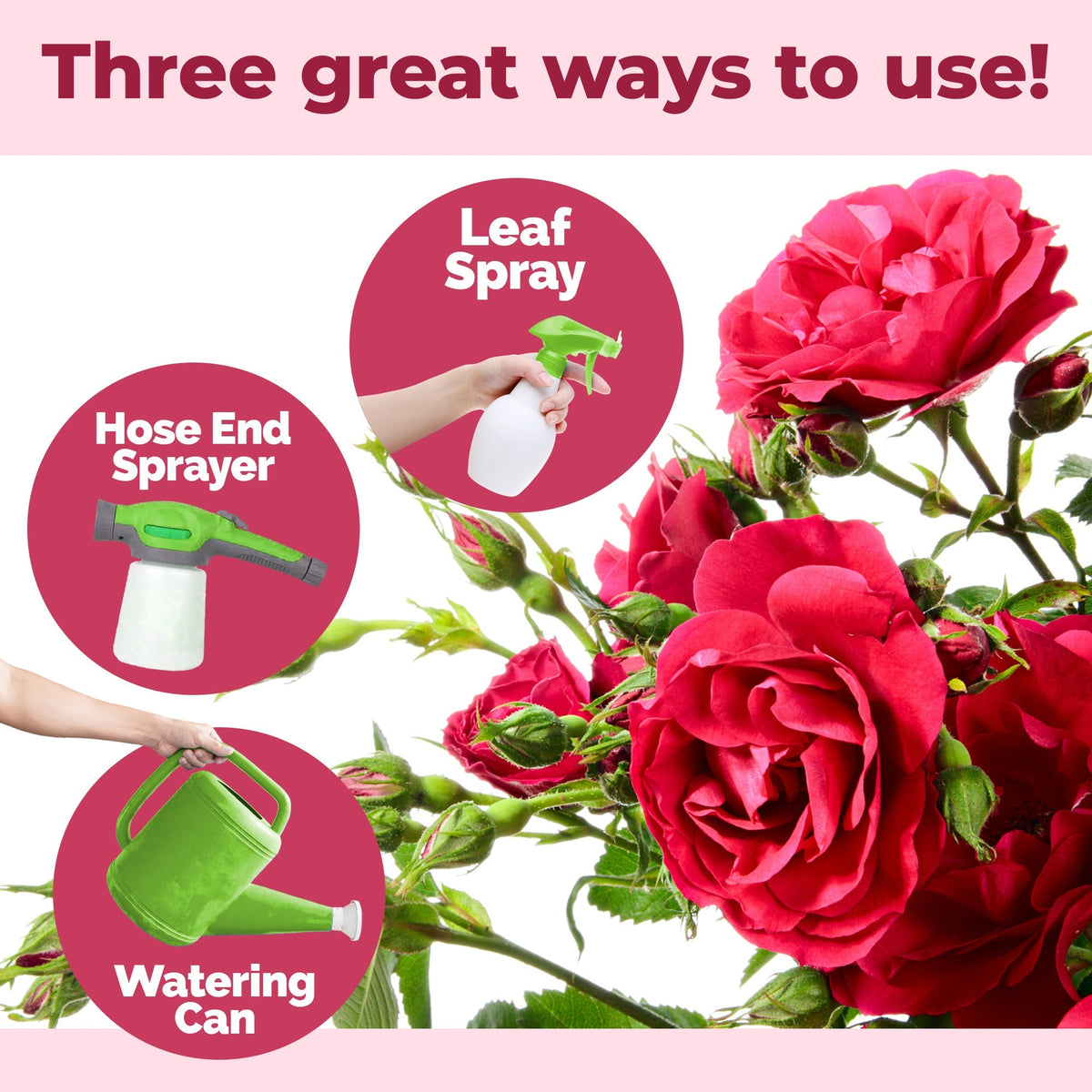 How to mix and apply TPS Rose Bush Fertilizer — 2 Tbs per gallon