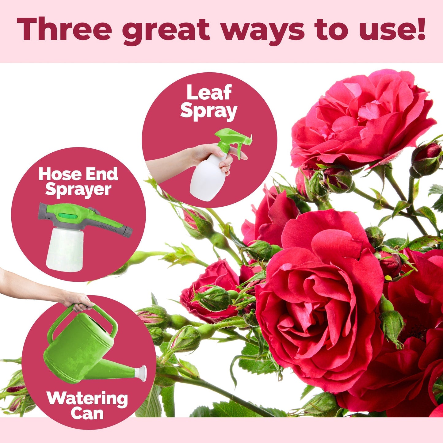 How to use and apply Rose Bush Fertilizer