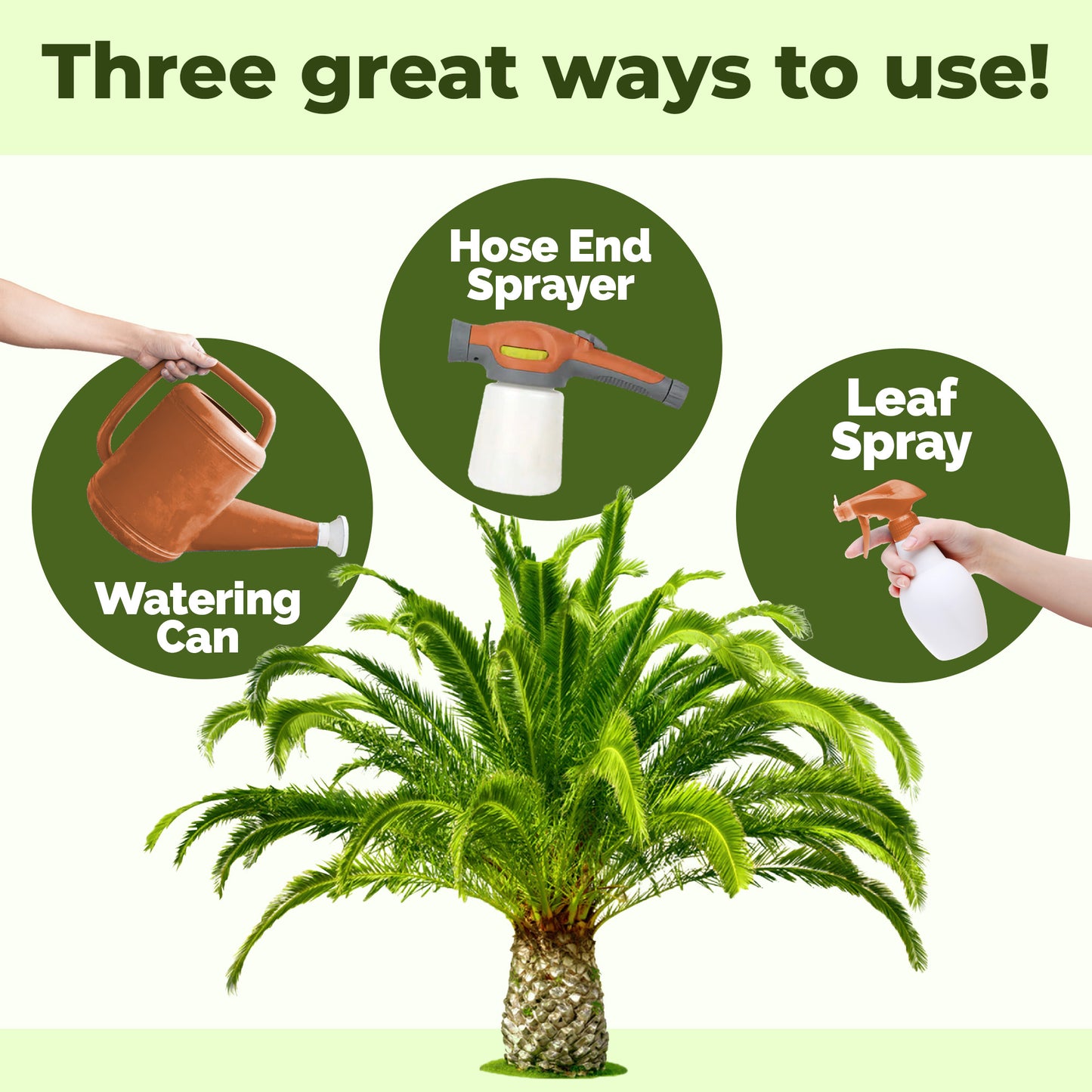 Sago Palm Fertilizer