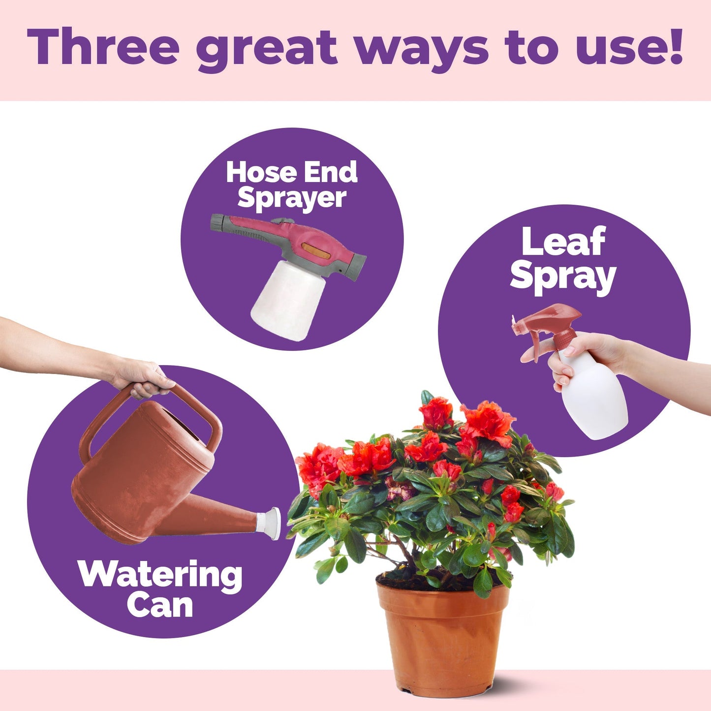 Flowering Plant Food