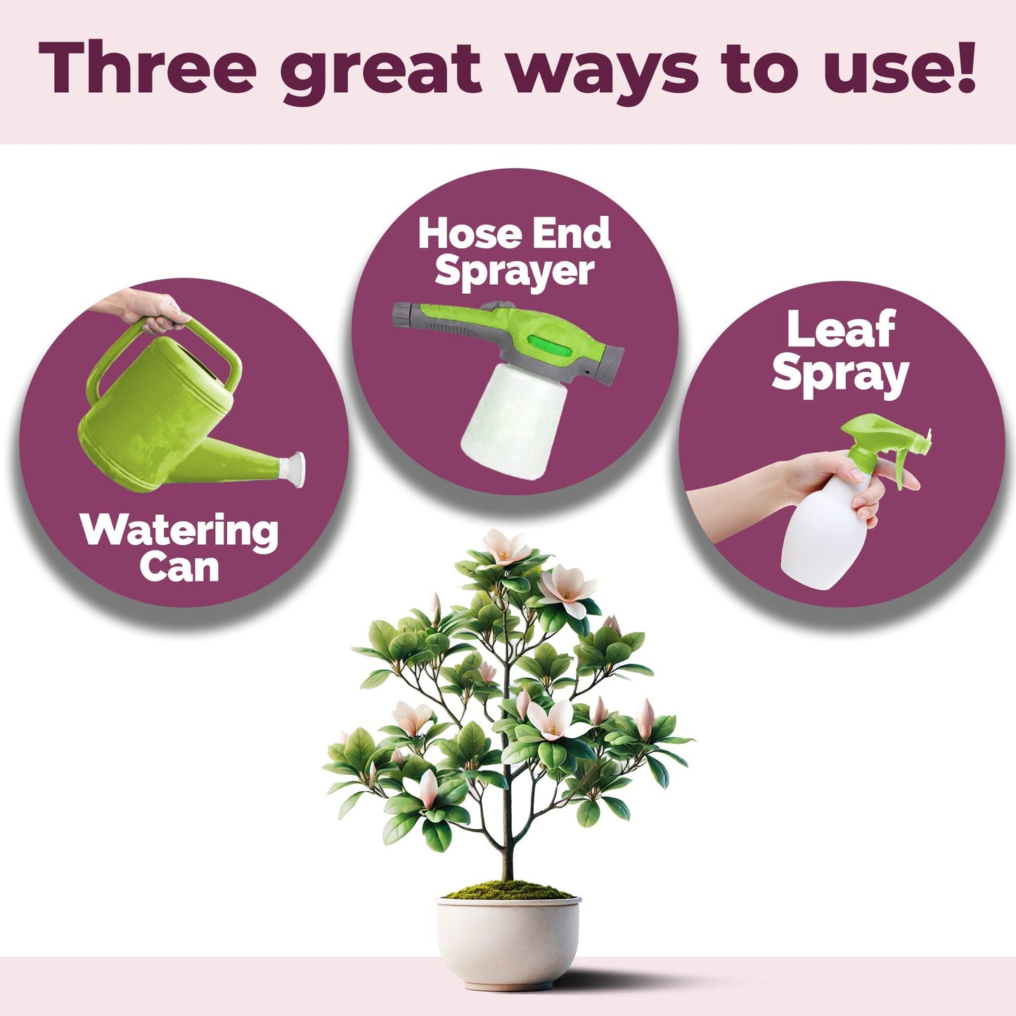 How to use and apply Magnolia Tree Fertilizer