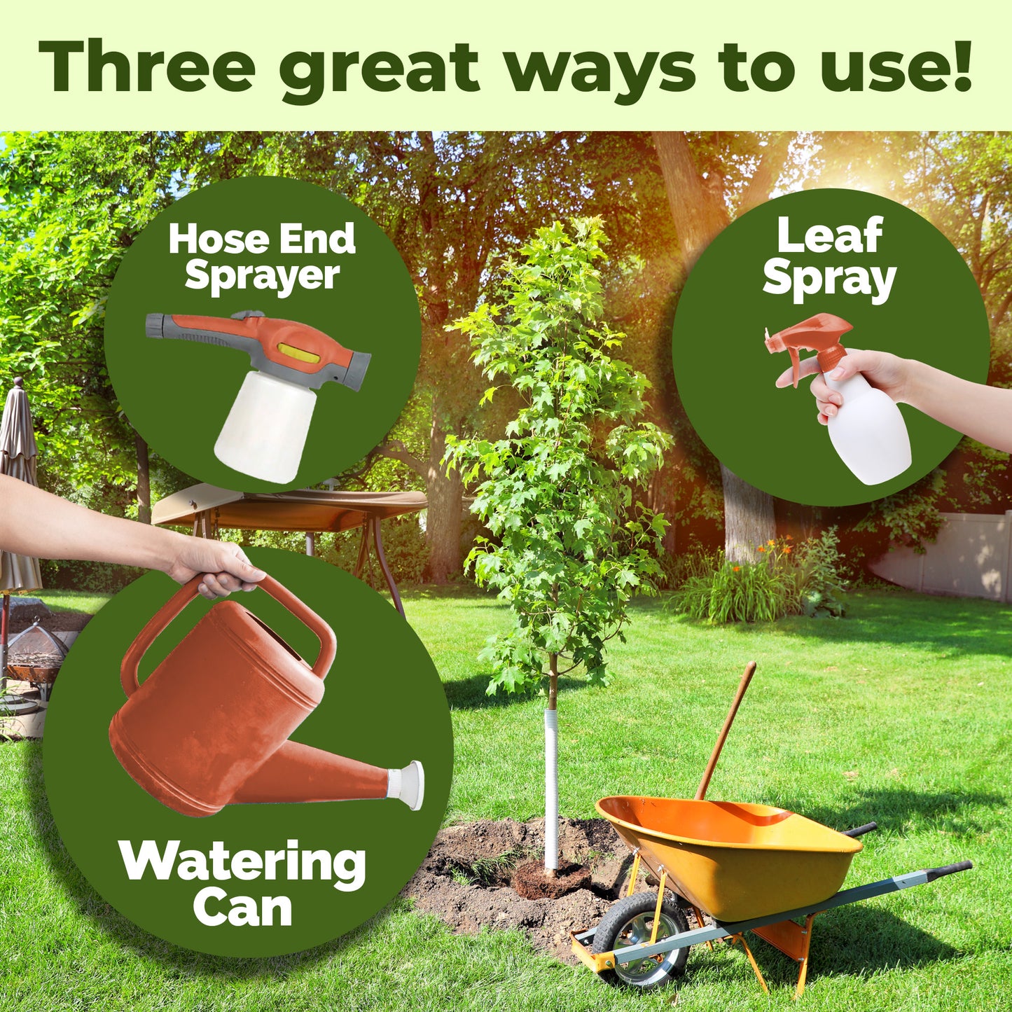 Maple Tree Fertilizer