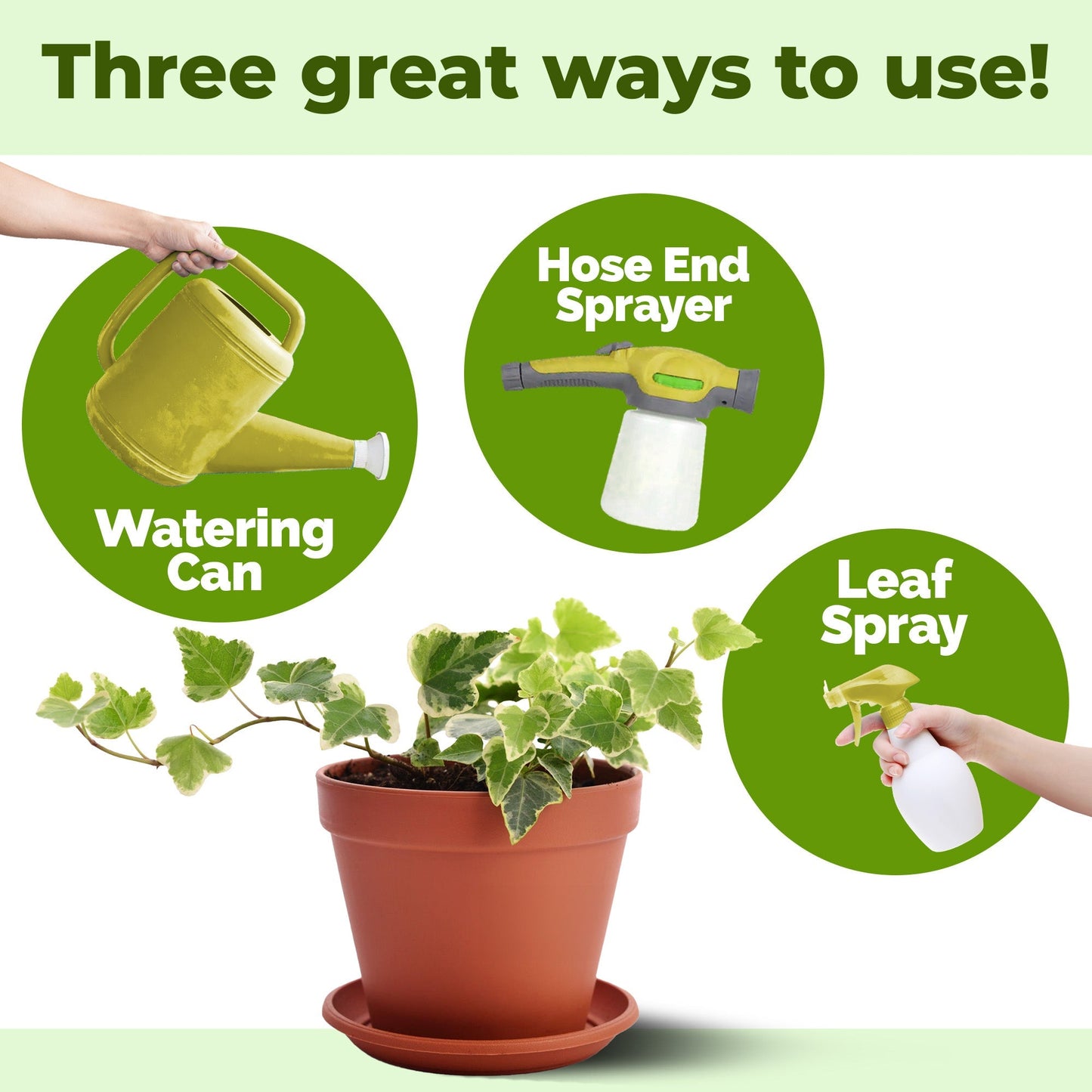 How to use and apply Ivy Plant Food