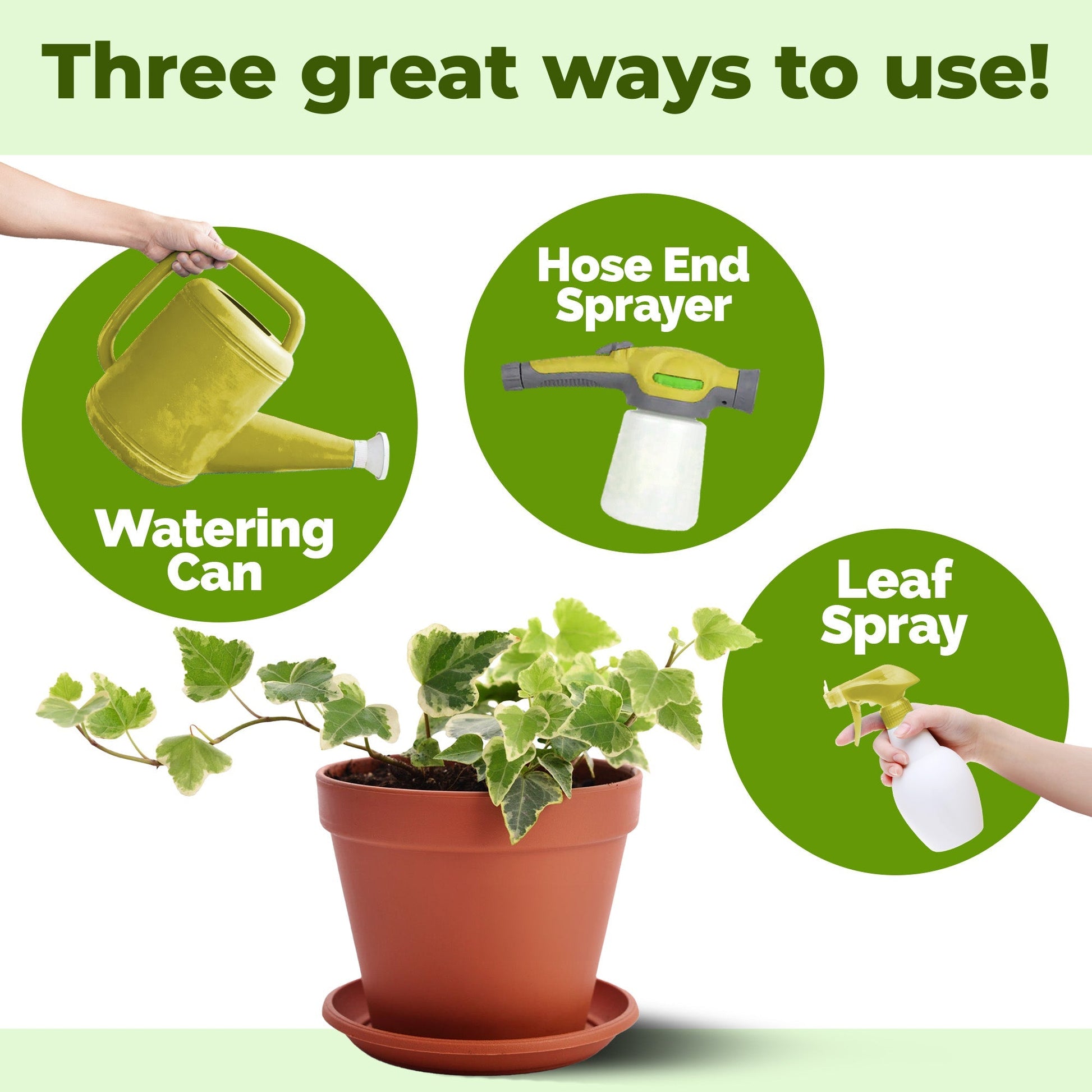 How to use and apply Ivy Plant Food