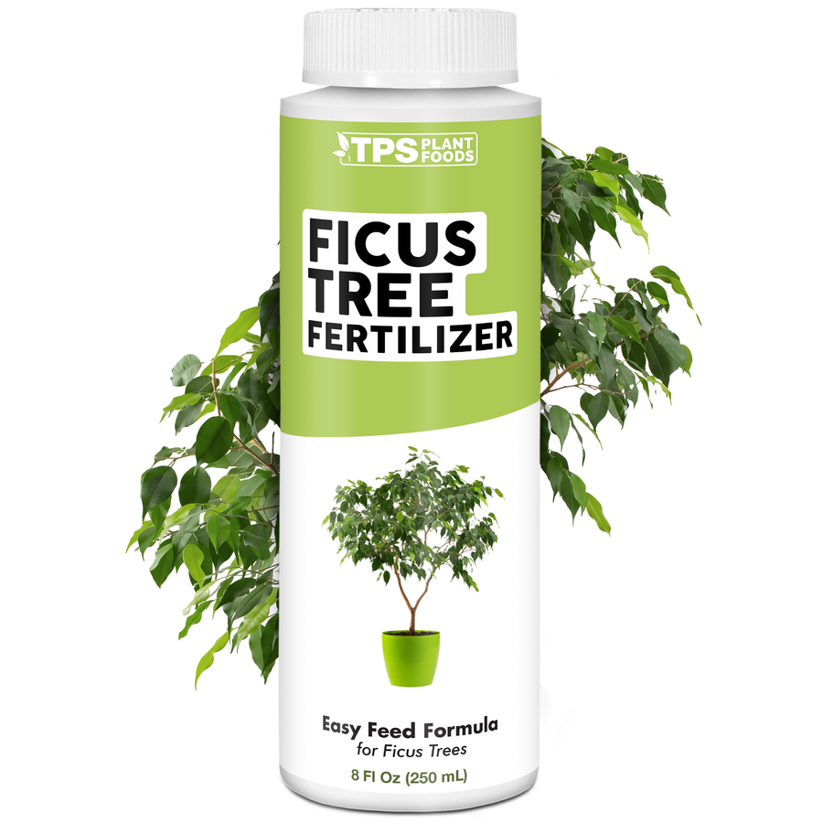 Ficus Fertilizer