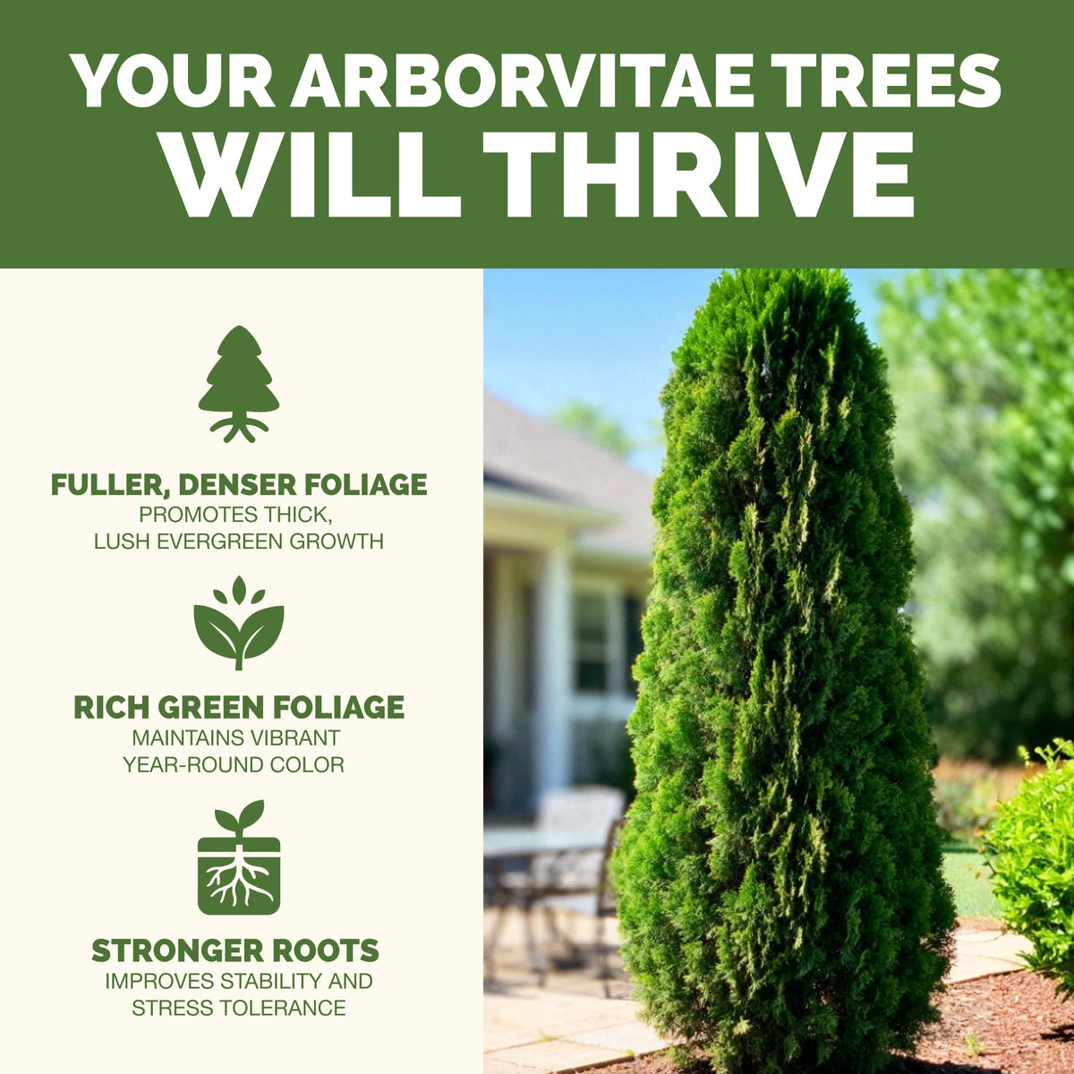 Arborvitae Fertilizer — slide 2