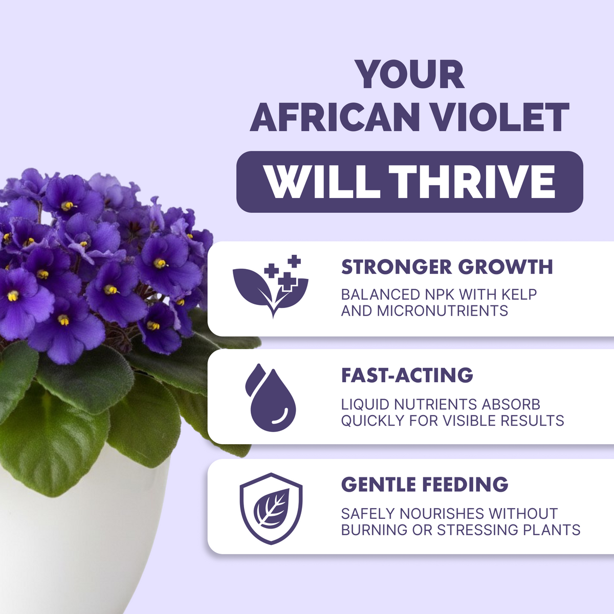 African Violet Fertilizer — slide 2