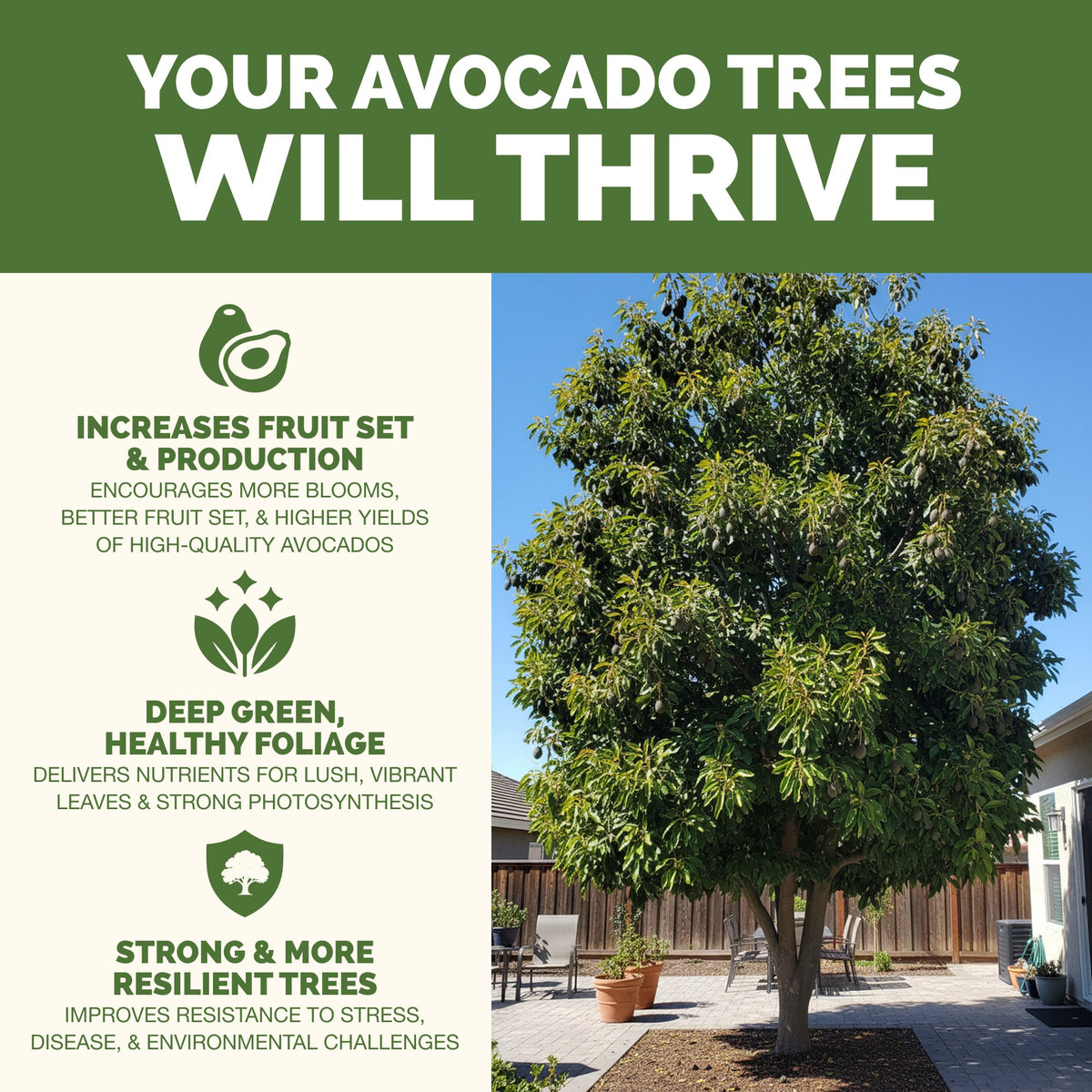 Avocado Tree Fertilizer — slide 2