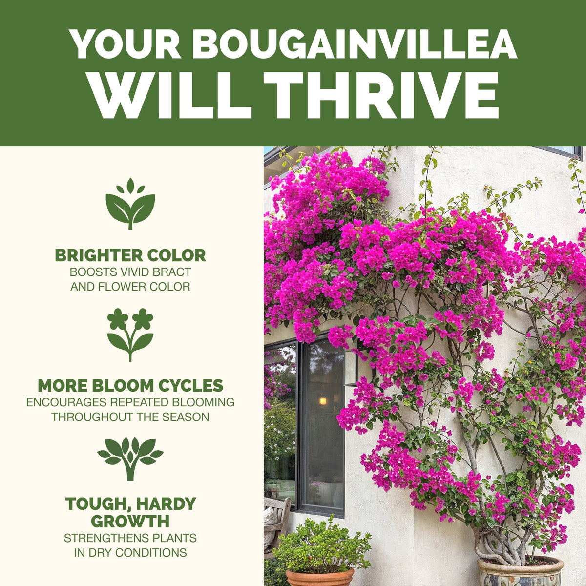 Bougainvillea Fertilizer — slide 2