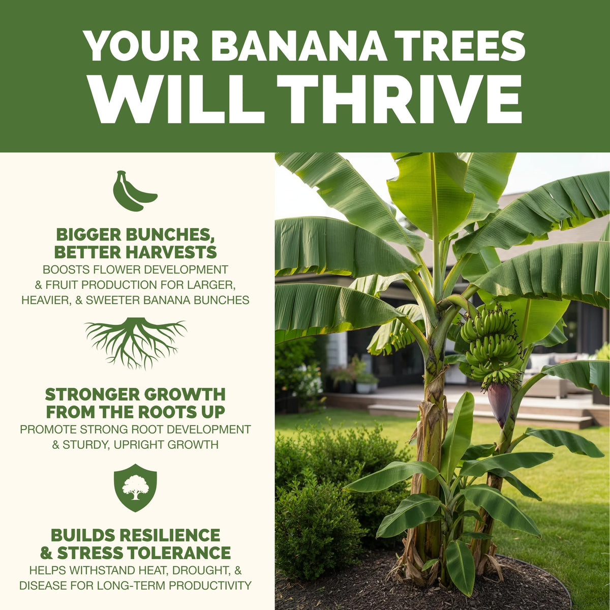 Banana Tree Fertilizer — slide 2