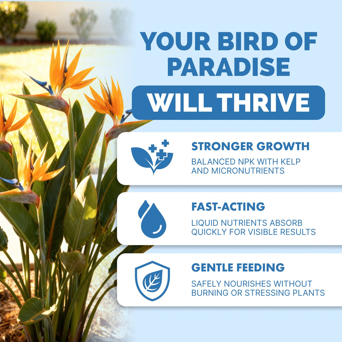 Bird of Paradise Fertilizer — slide 2