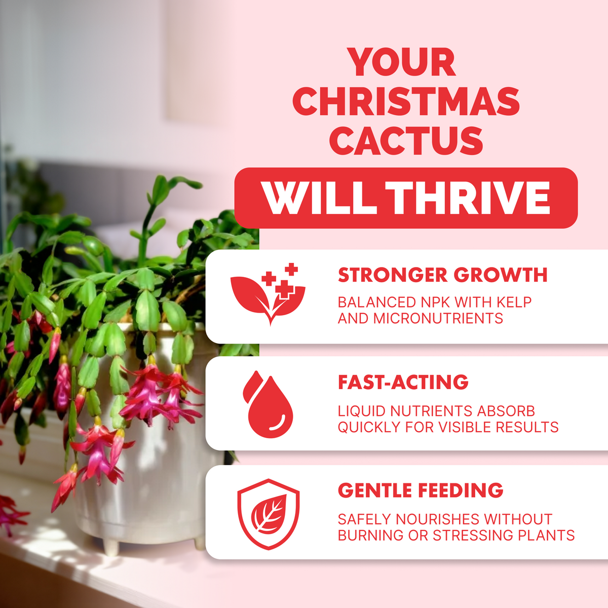 Christmas Cactus Fertilizer — slide 2