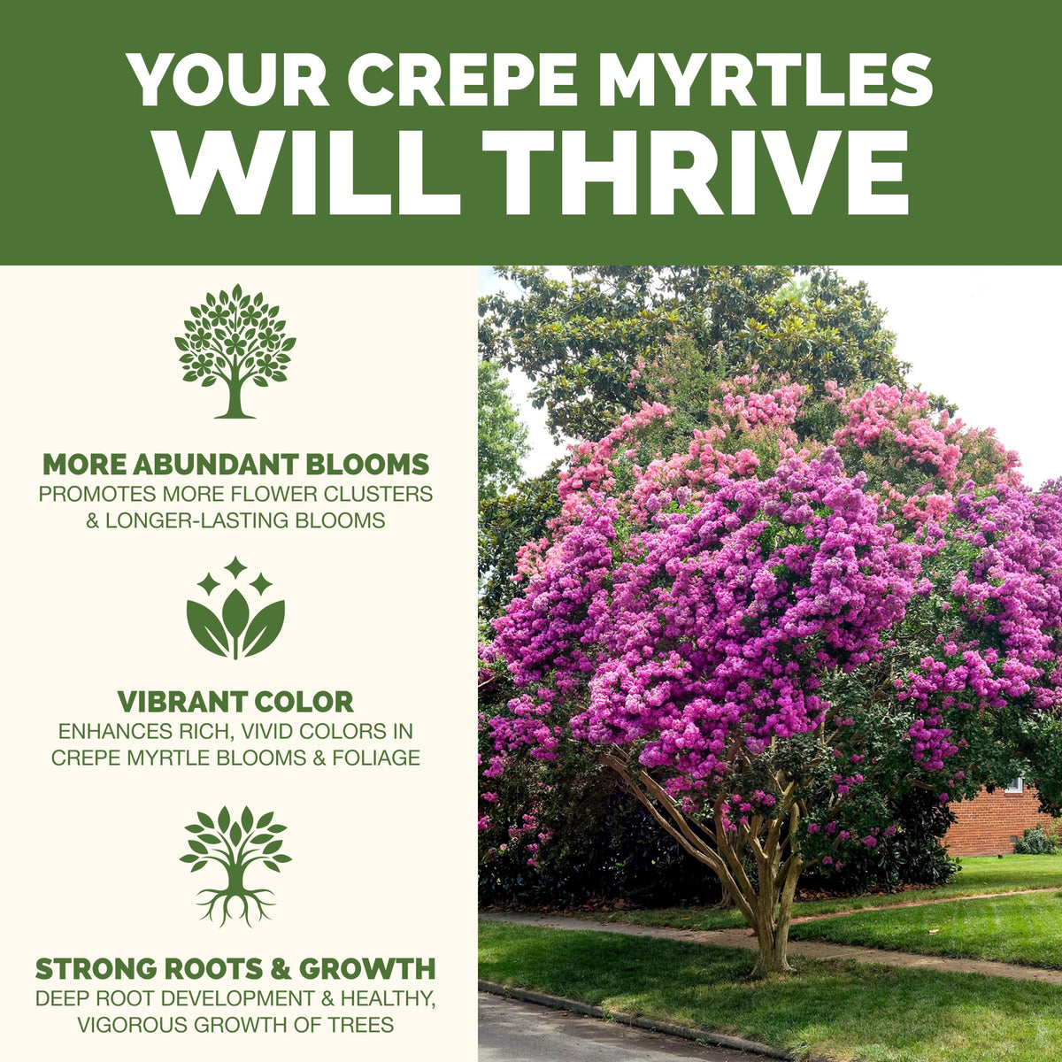 Crepe Myrtle Fertilizer — slide 2
