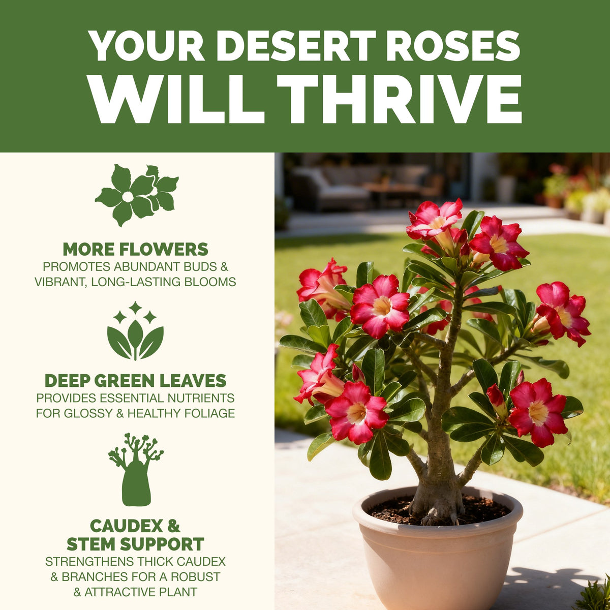 Desert Rose Fertilizer — slide 2
