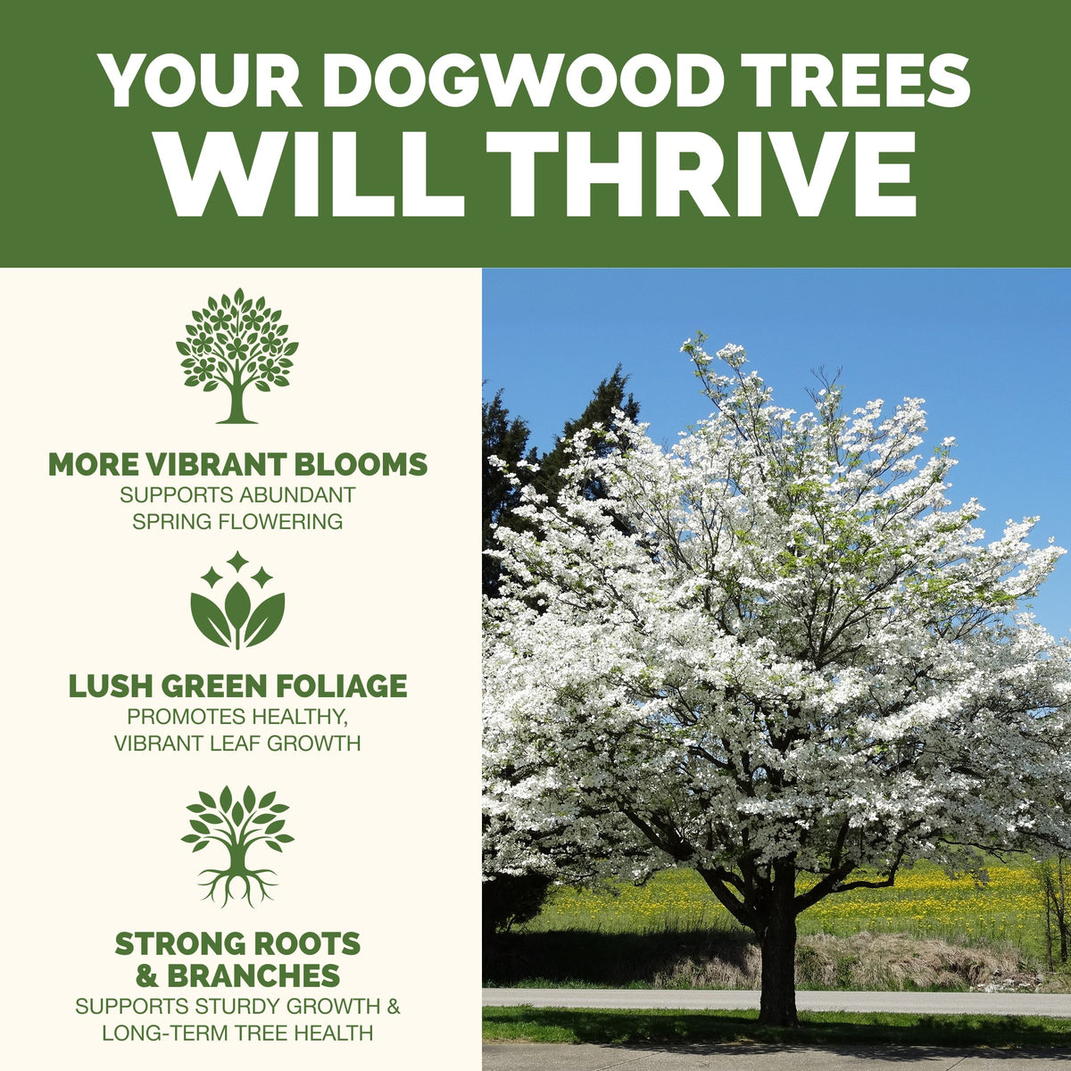 Dogwood Tree Fertilizer — slide 2
