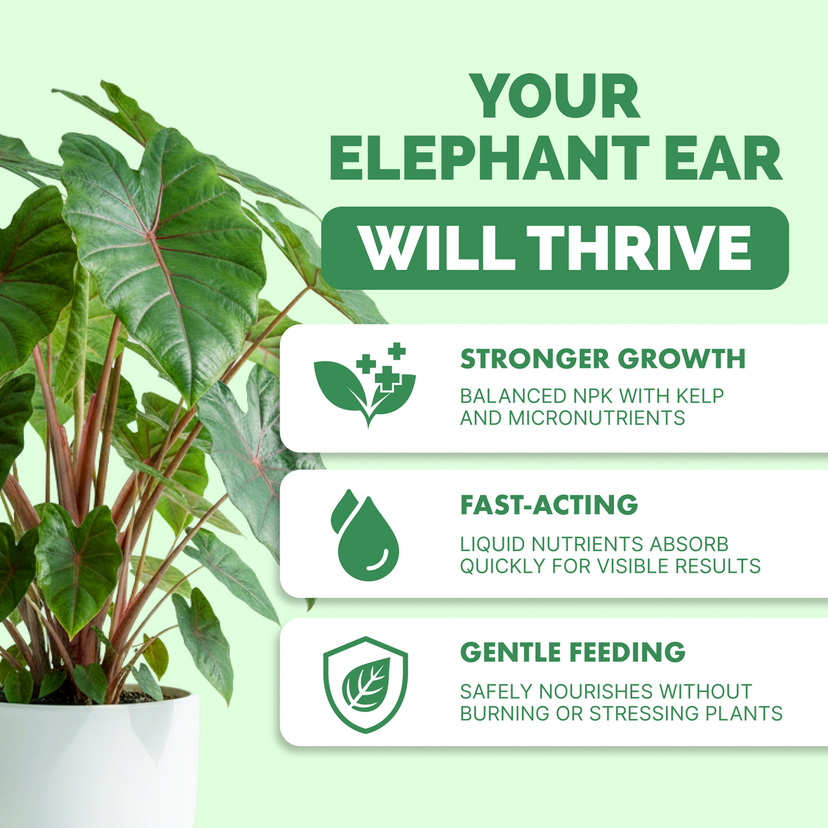 Elephant Ear Fertilizer — slide 2