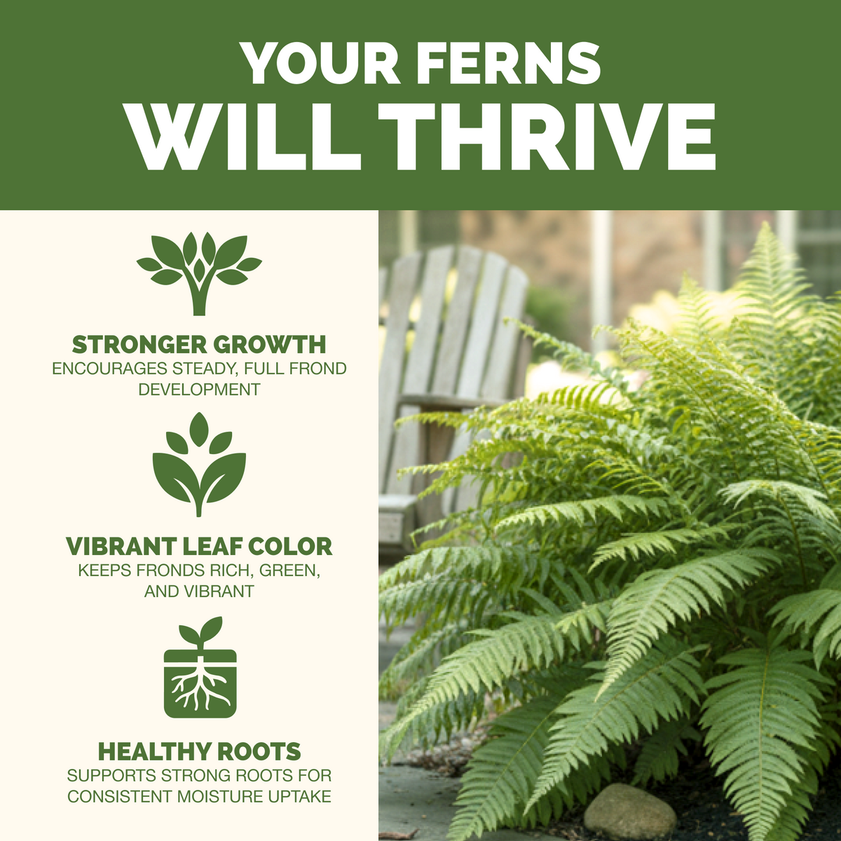 Fern Fertilizer — slide 2