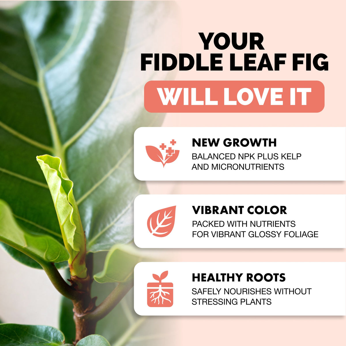 Fiddle Leaf Fig Plant Food — slide 2