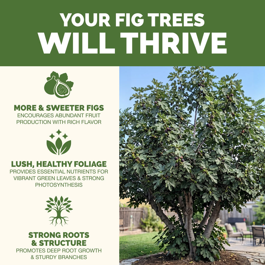 Granular Fig Tree Fertilizer