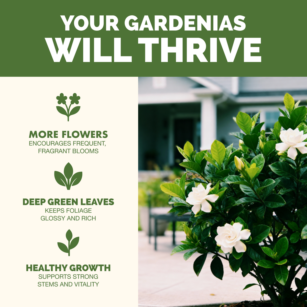 Gardenia Fertilizer — slide 2