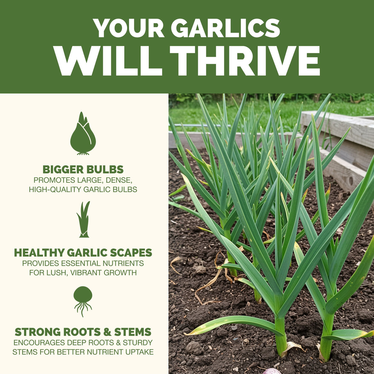 Why garlic thrive on TPS Garlic Fertilizer: bigger harvests, vibrant foliage and strong roots