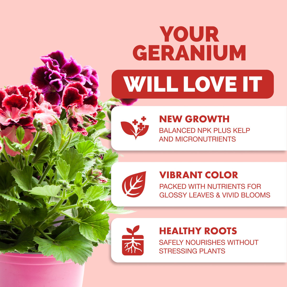 Geranium Fertilizer — slide 2