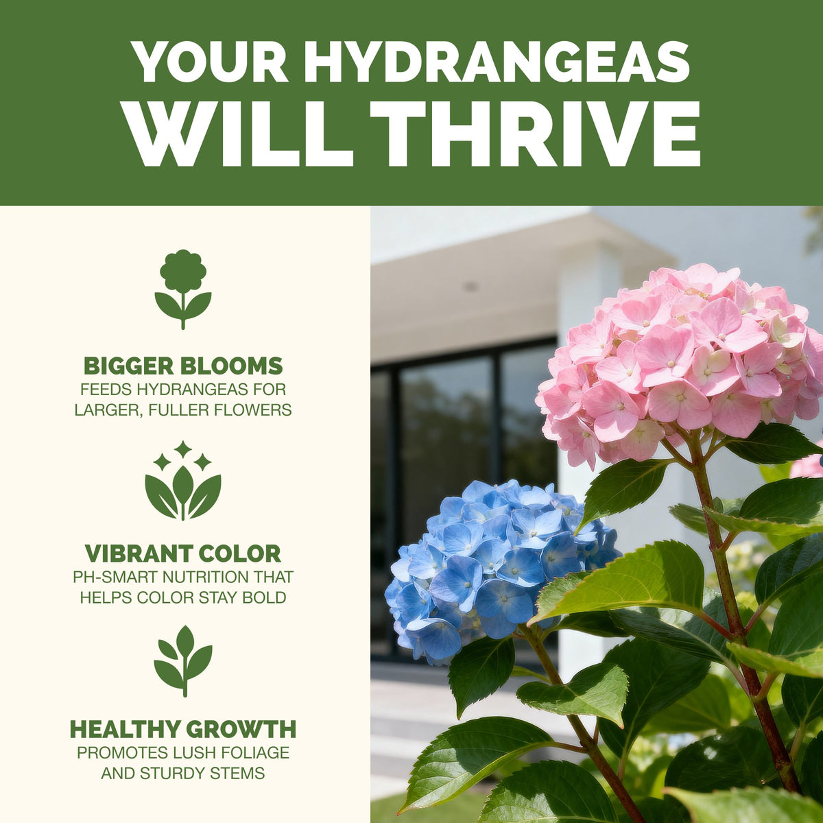 Why hydrangea thrive on TPS Hydrangea Fertilizer: more blooms, vibrant foliage and strong roots