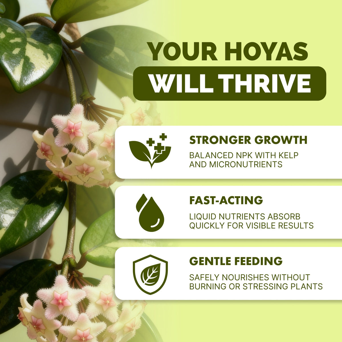 Why hoya thrive on TPS Hoya Fertilizer: balanced NPK with kelp, fast-acting liquid, gentle feeding [results]