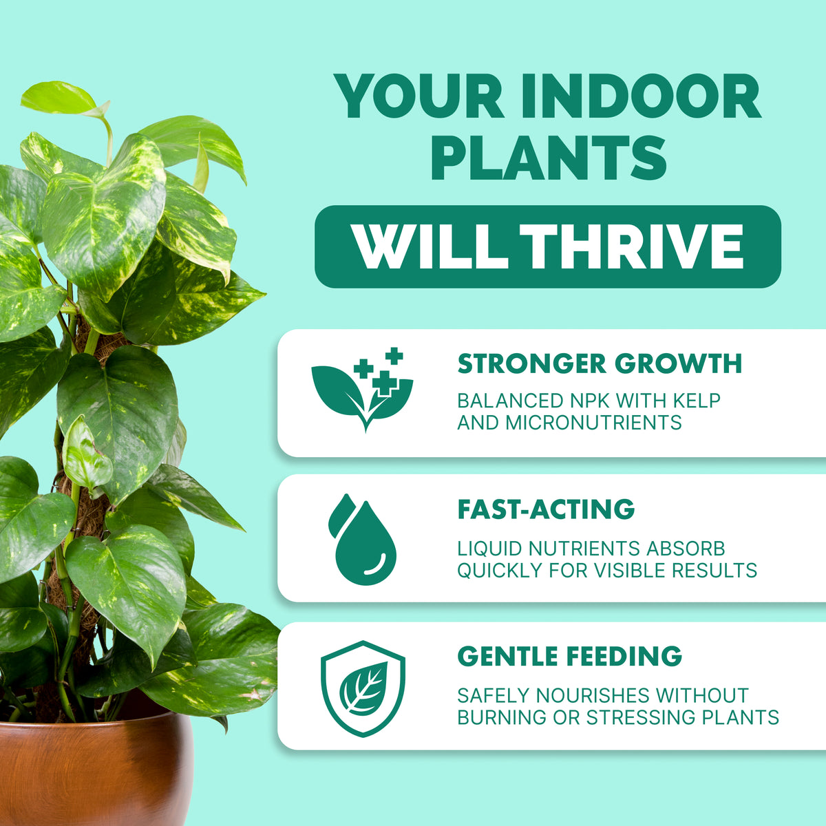 Indoor Plant Food — slide 2
