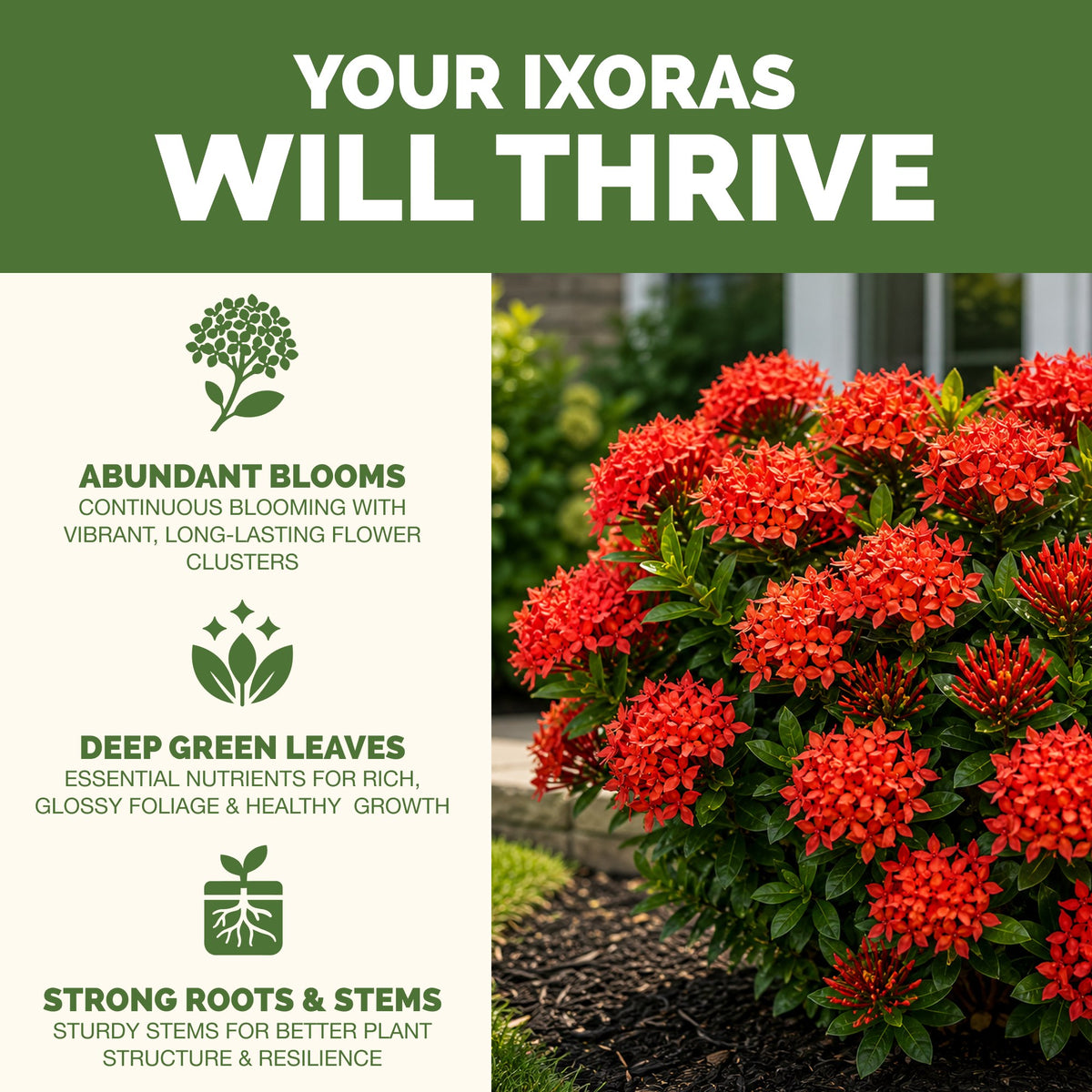 Why ixora thrive on TPS Ixora Fertilizer: more blooms, vibrant foliage and strong roots