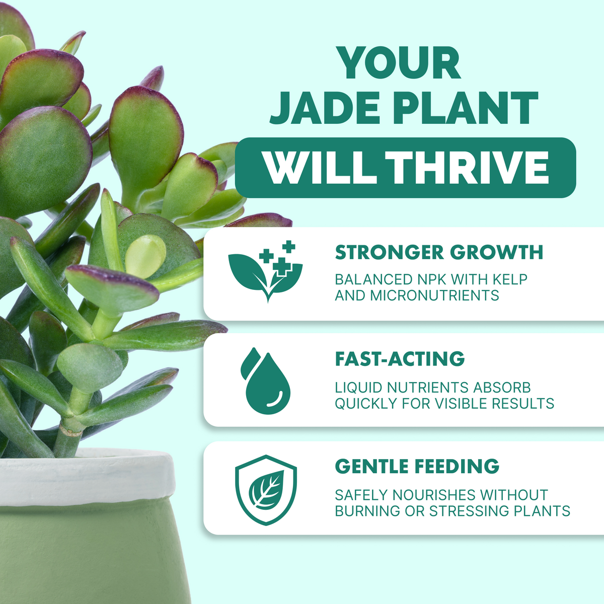 Why jade thrive on TPS Jade Fertilizer: balanced NPK with kelp, fast-acting liquid, gentle feeding [results]