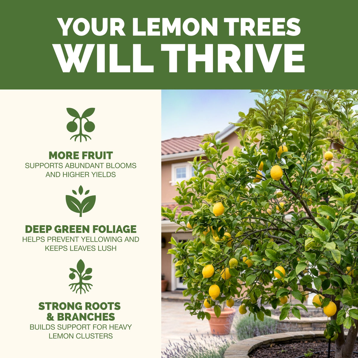 Lemon Tree Fertilizer — slide 2