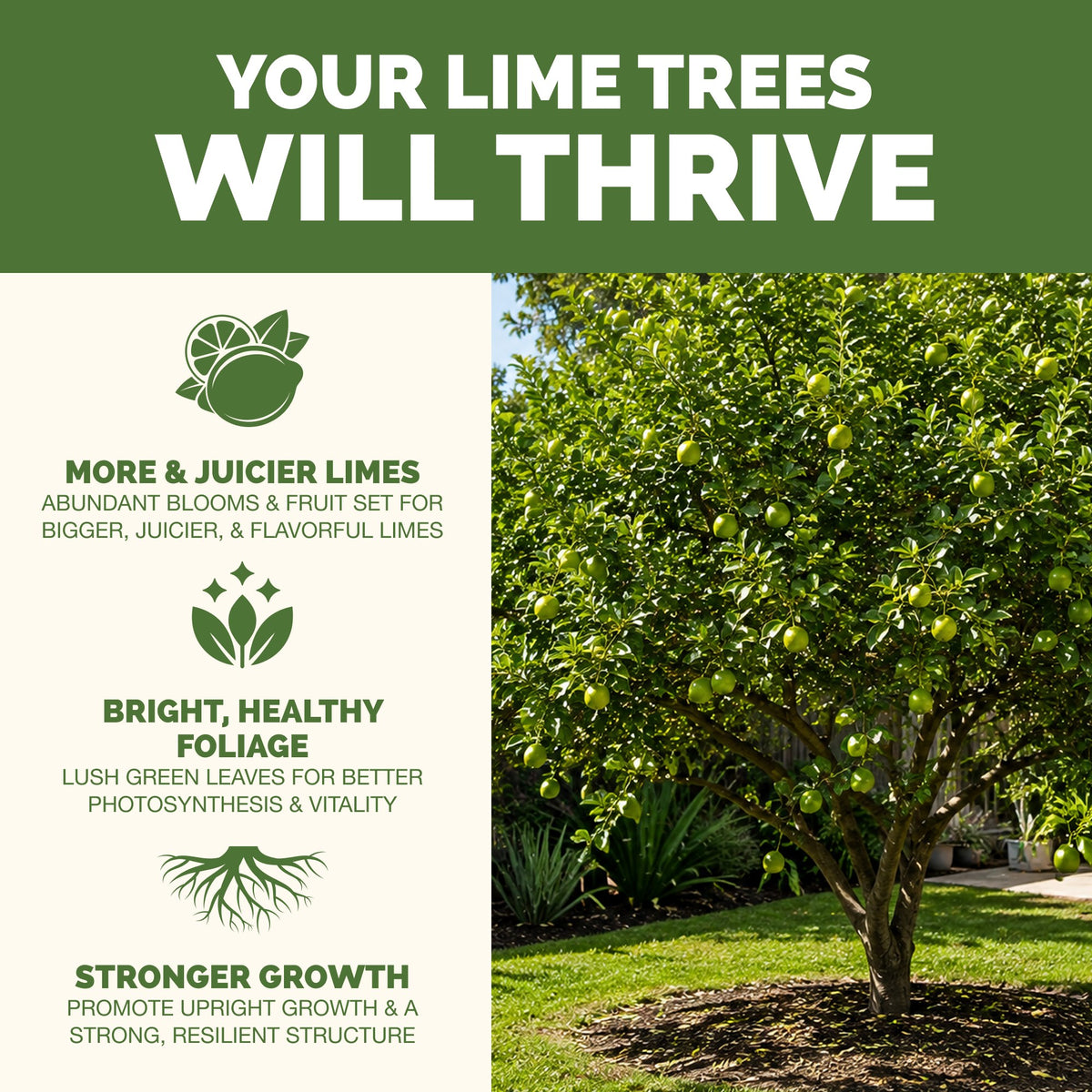 Lime Tree Fertilizer — slide 2