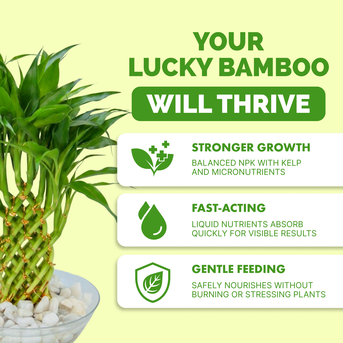 Why lucky bamboo thrive on TPS Lucky Bamboo Fertilizer: balanced NPK with kelp, fast-acting liquid, gentle feeding [results]