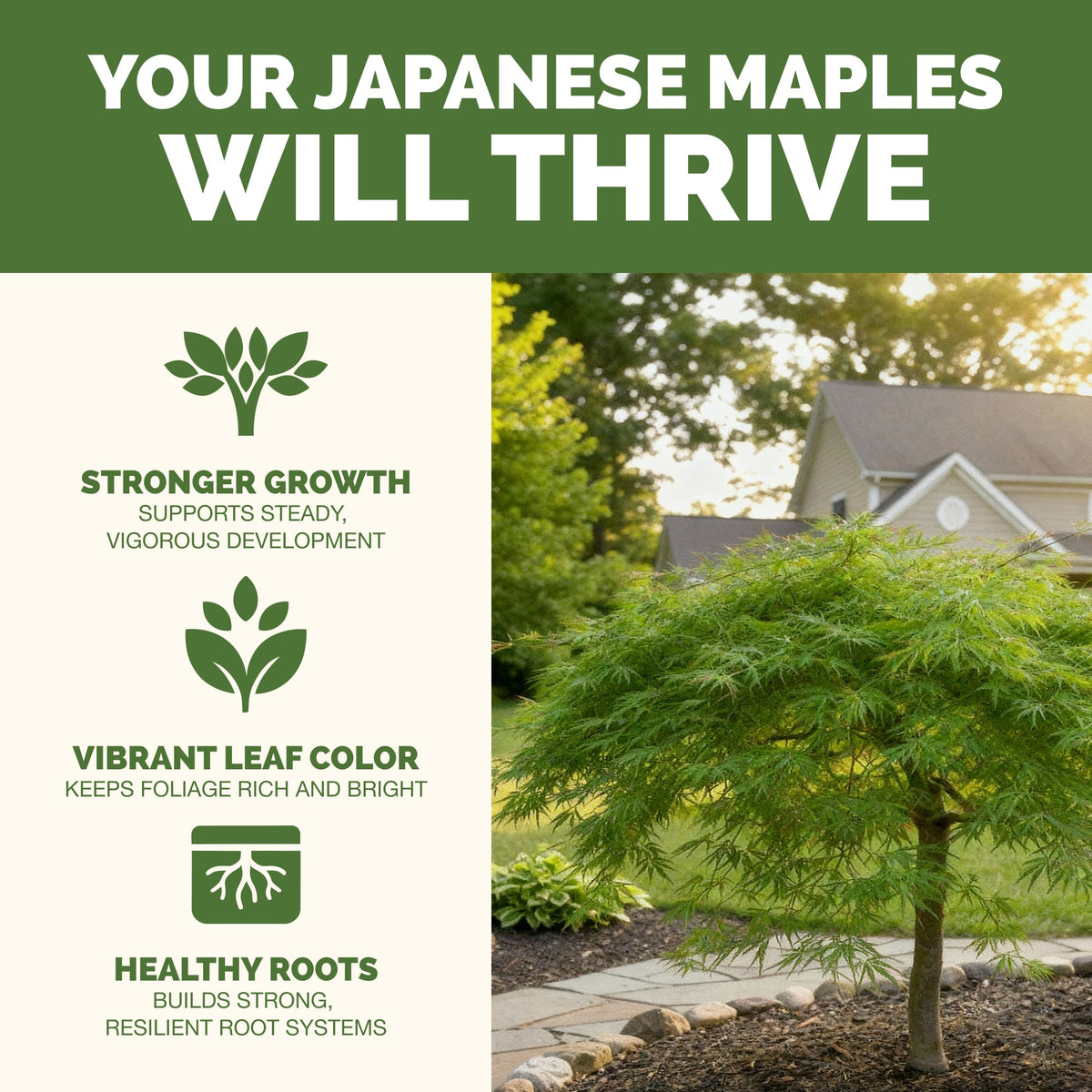 Why japanese maple thrive on TPS Japanese Maple Fertilizer: fuller, greener growth, vibrant foliage and strong roots [results]