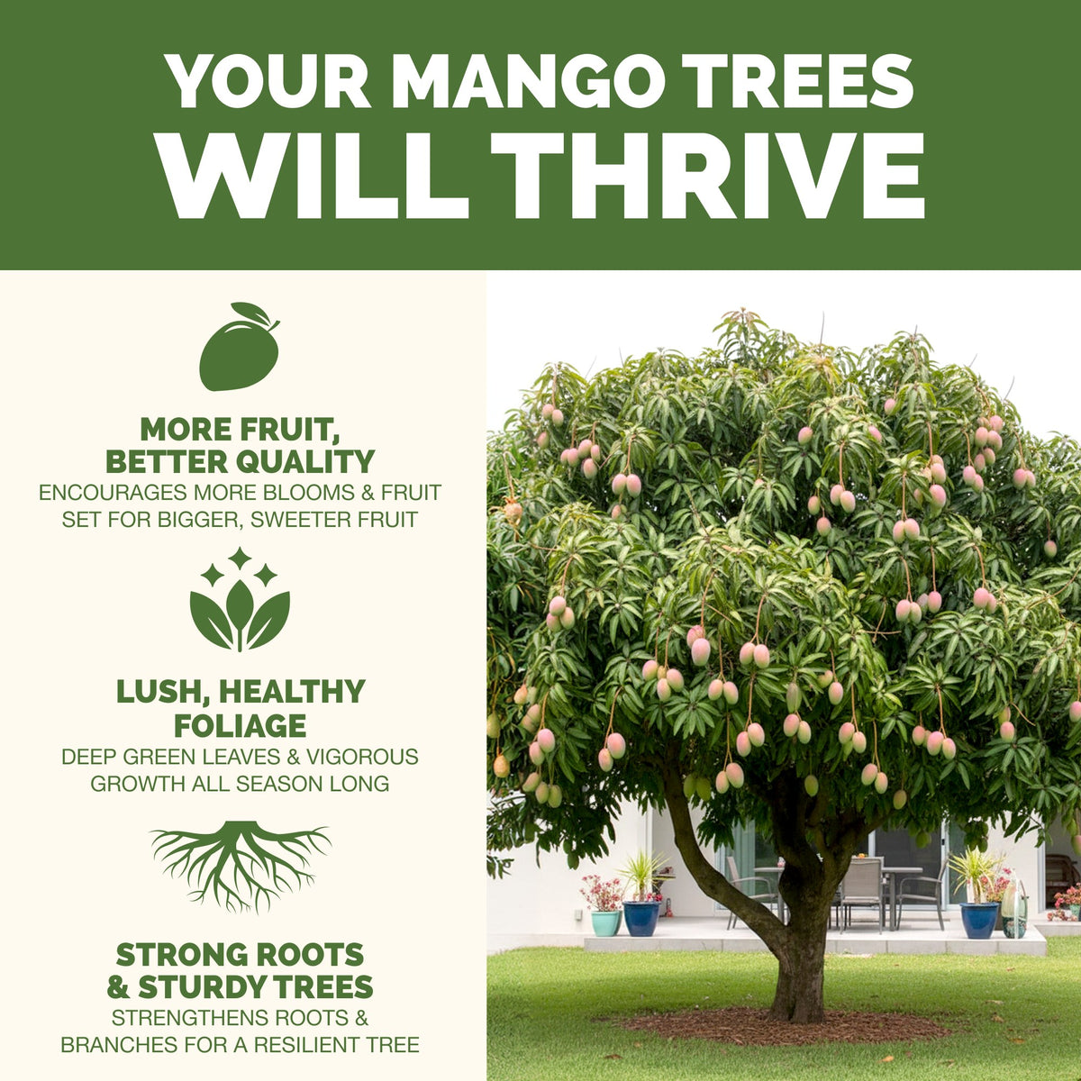 Mango Tree Fertilizer — slide 2