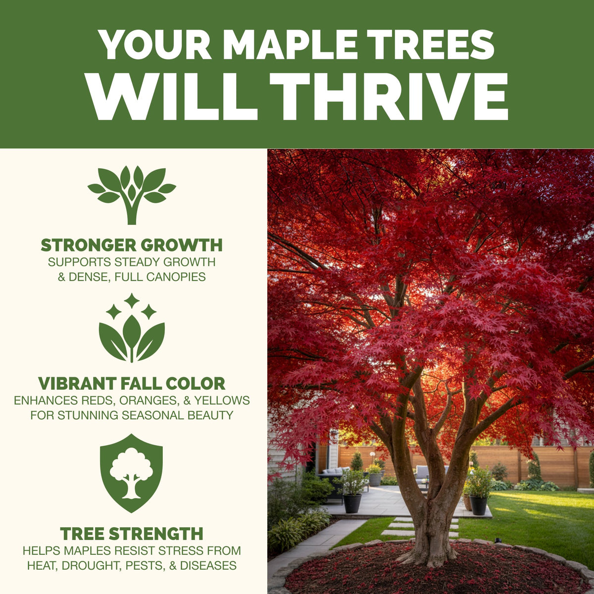 Why maple tree thrive on TPS Maple Tree Fertilizer: fuller, greener growth, vibrant foliage and strong roots