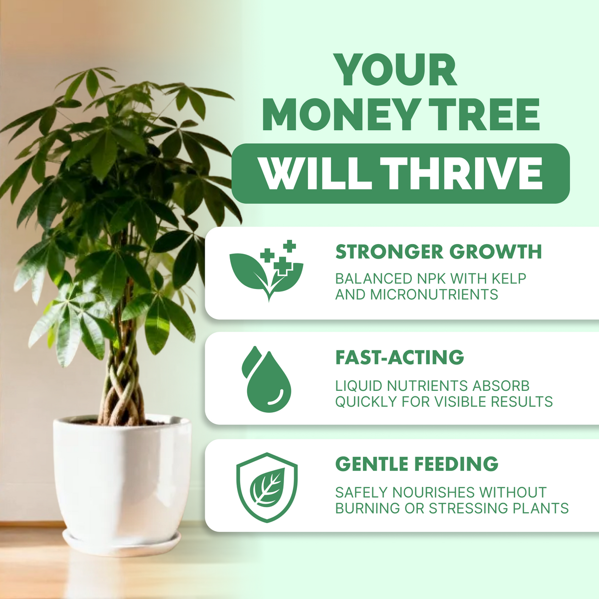 Money Tree Fertilizer — slide 2